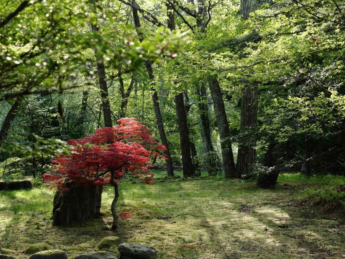 西軽井沢の別荘・リゾート物件エリア