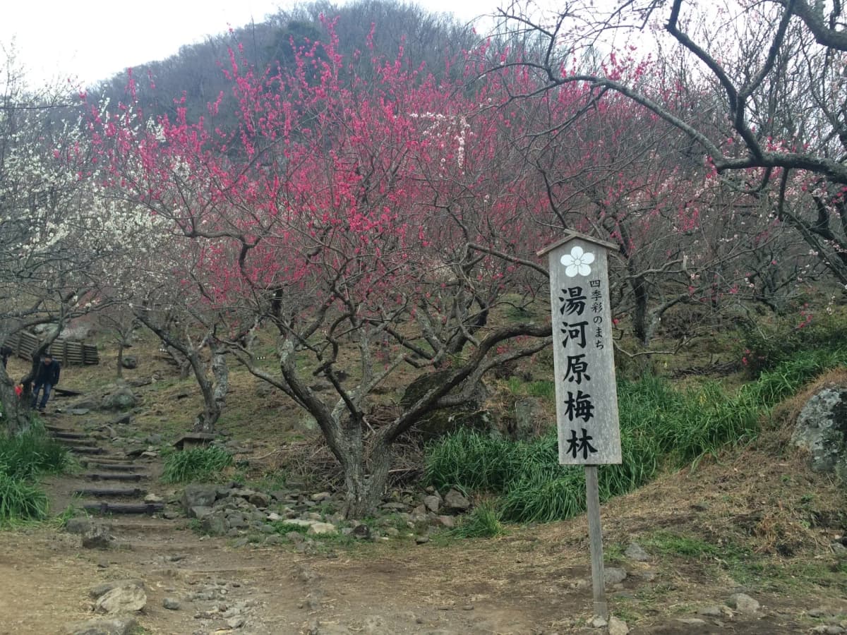 幕山公園