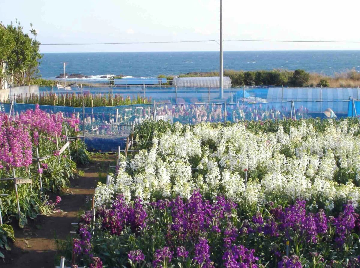 白間津花畑