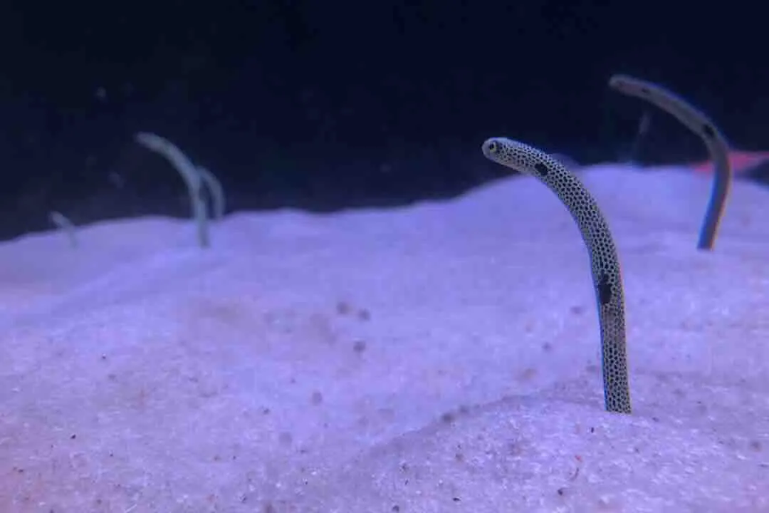 箱根園水族館