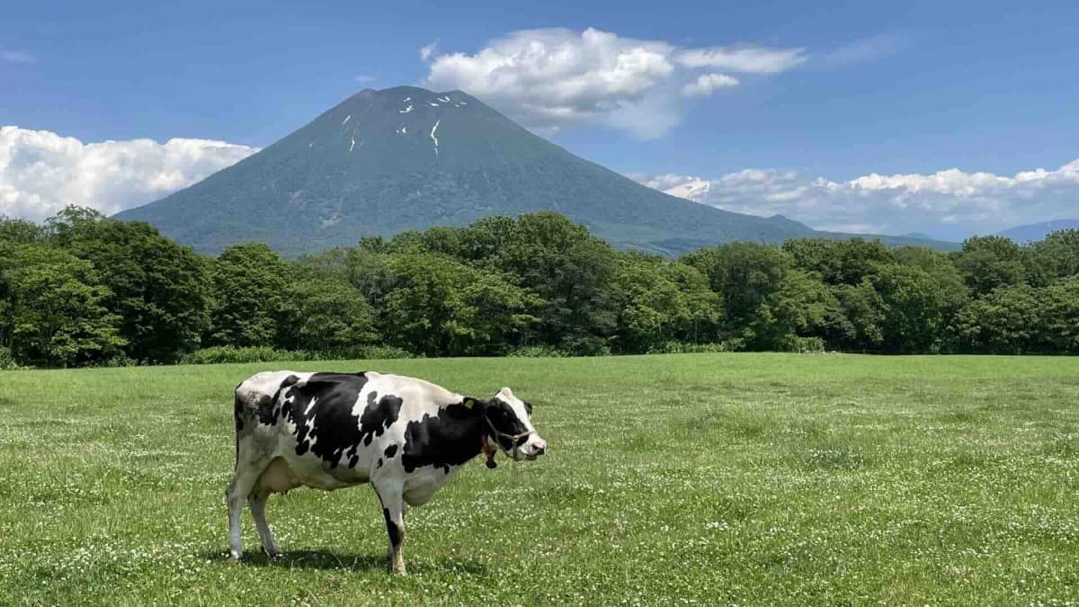 ニセコ高橋牧場