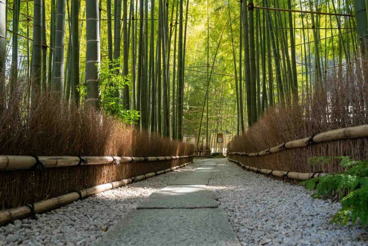 報国寺（竹の寺）